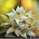 สมาชิกหมายเลข 3114843