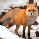 สมาชิกหมายเลข 2378410