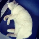 สมาชิกหมายเลข 909858