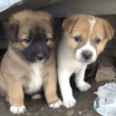 บิ๊กกิ๊ว เหมียวไม่ธรรมดานะจ๊ะ