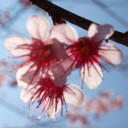 หมอกก๋อน