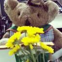 หมีชุงชอบนอนอาบแดด