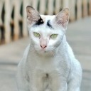 สมาชิกหมายเลข 1561686