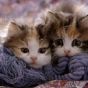 สมาชิกหมายเลข 1572582