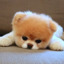 สมาชิกหมายเลข 1572702