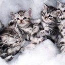 แมวสีดำ