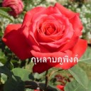 สมาชิกหมายเลข 716110