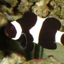 Black percula