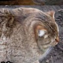 สมาชิกหมายเลข 2394001