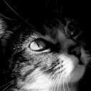 หมีขยี้หมอน