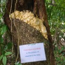 สมาชิกหมายเลข 2653325