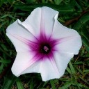 ดอกผักบุ้งริมทาง