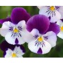 ก้อนหินไม่มีหัวใจ