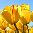 Mamy nongpree nongprim