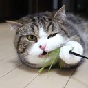 หนุ่มน้อยดินแดนรัก