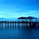 T h e t R e e in m i s t