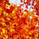 สมาชิกหมายเลข 1368767