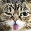 เท็ดดี้แบรี่