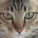 ไอยปุระ