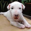 สมาชิกหมายเลข 2303280