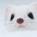 สมาชิกหมายเลข 1472580