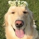 สมาชิกหมายเลข 2384418