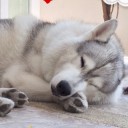 สมาชิกหมายเลข 3221232