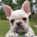 สมาชิกหมายเลข 3223137