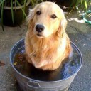 หมาน้อยของพ่อ