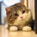 ต้าปิ่ง