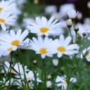 สมาชิกหมายเลข 2270559