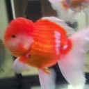 สมาชิกหมายเลข 747784