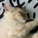 หมีปั่นจักรยาน