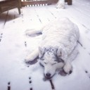 สมาชิกหมายเลข 1344272