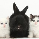 blackie rabbit