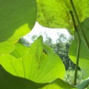 สมาชิกหมายเลข 2799252