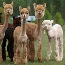 สมาชิกหมายเลข 1580214