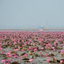 สมาชิกหมายเลข 2401835