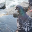 ใบไม้สามสี