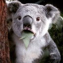 สมาชิกหมายเลข 2009432