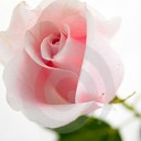 สมาชิกหมายเลข 1386107