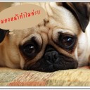 สมาชิกหมายเลข 2279115