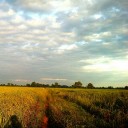 สมาชิกหมายเลข 2161785