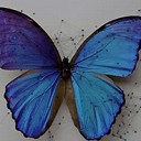 สมาชิกหมายเลข 2768981