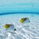 สมาชิกหมายเลข 1570871