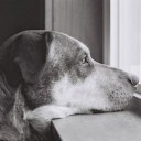 สมาชิกหมายเลข 2323290