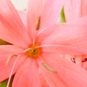 ริบบิ้นสีเทา