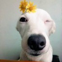 บีพีแอล