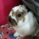 ม่าม๊าอิกคิว