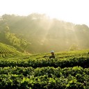 สมาชิกหมายเลข 2403210